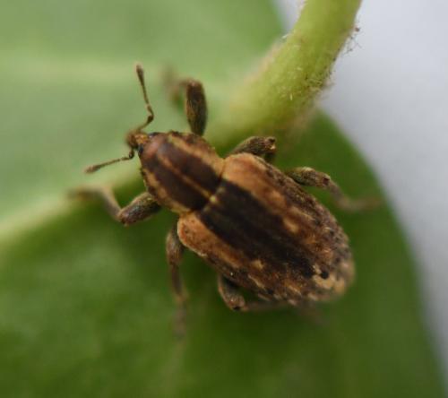Réf. 270 232 : Hypera sp.